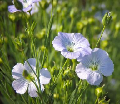 ВНИИМК 620 ФН сорт льна масличного