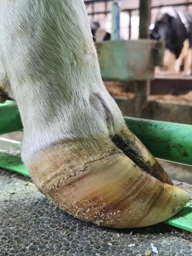 Кормление для здоровья копытец.