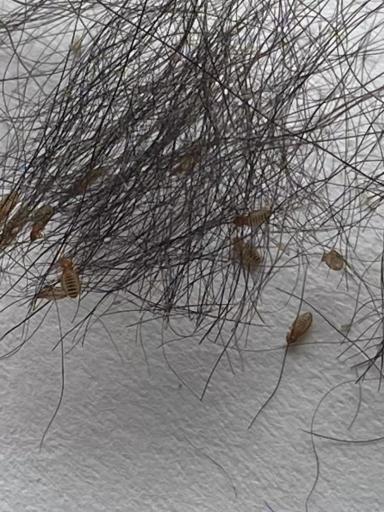 Бовиколез жвачных 