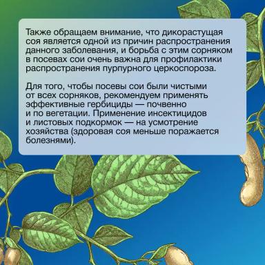Рекомендации для контроля пурпурного церкоспороза