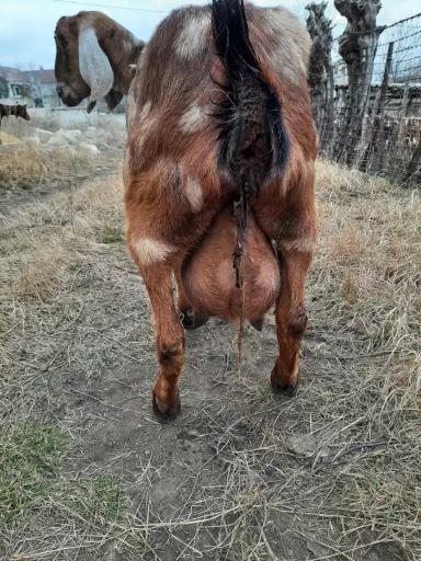 Почему у козы не выходит послед? 