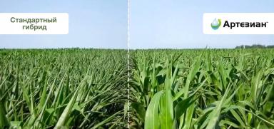 Гибриды кукурузы бренда АРТЕЗИАН™: когда генетика «запрограммирована» на успех