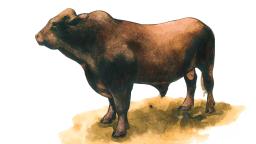 Мандалонг спешилс