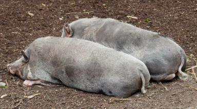 Туропольская порода свиней