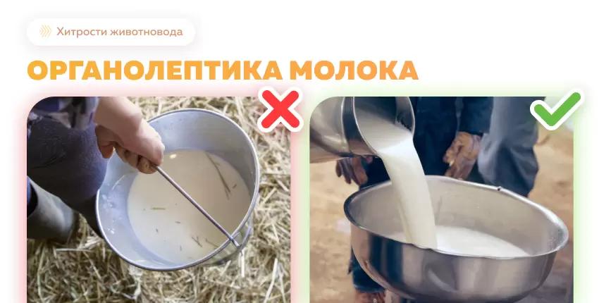 Контроль органолептических показателей молока