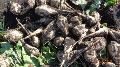 Сравнение гибридов сахарной свеклы