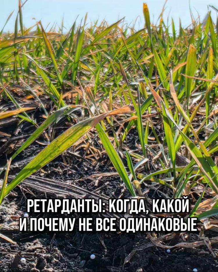 РЕТАРДАНТЫ: КОГДА, КАКОЙ И ПОЧЕМУ НЕ ВСЕ ОДИНАКОВЫЕ
