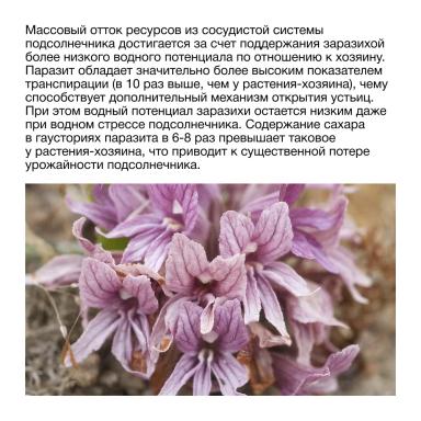 🌻 Как заразиха отбирает жизненные силы у подсолнечника?