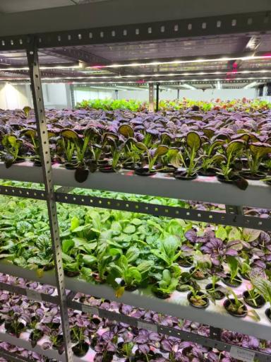 Можно ли получить грант на вертикальную ферму — разбираю все варианты