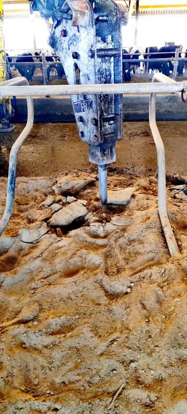 К чему может привести неправильная организация работы с песком для коров.