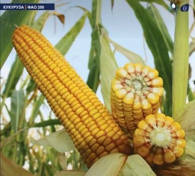 МАС 25 Ф - гибрид кукурузы ( Zea mays L.).