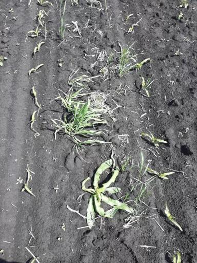 Сравнение эффективности различных гербицидов на кукурузе на зерно