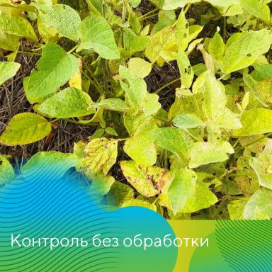 Стилет® против паутинного клеща на сое