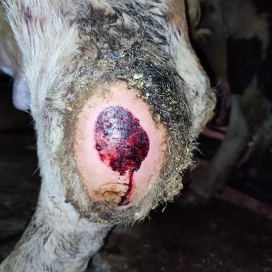 Вопросы из чатов: от чего у коров поражения кожи?