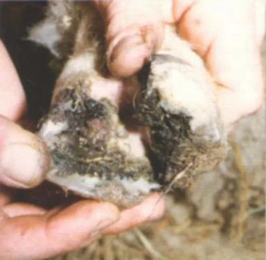 Дюдэ – Овцеводство. Гл. 18. Здоровье стада. Часть 1