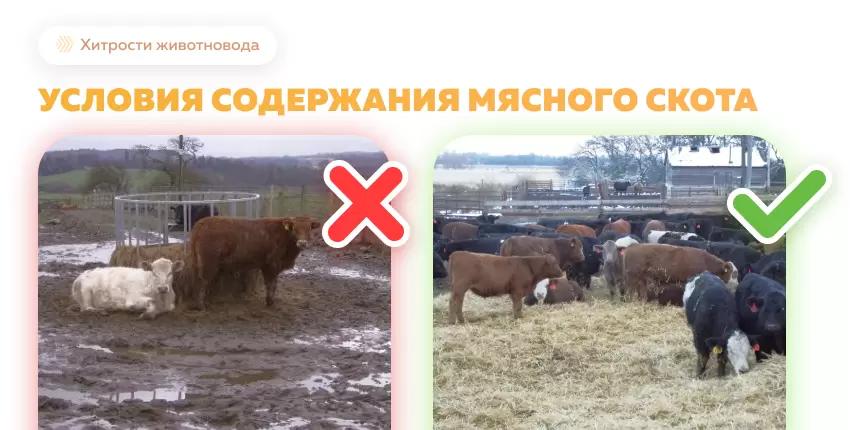 Оптимальные условия для содержания мясного скота под открытым небом