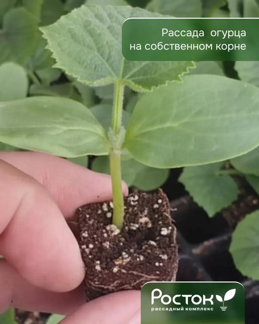 Августовский посев близко! Планируйте второй оборот уже сейчас.  Что сеять:
