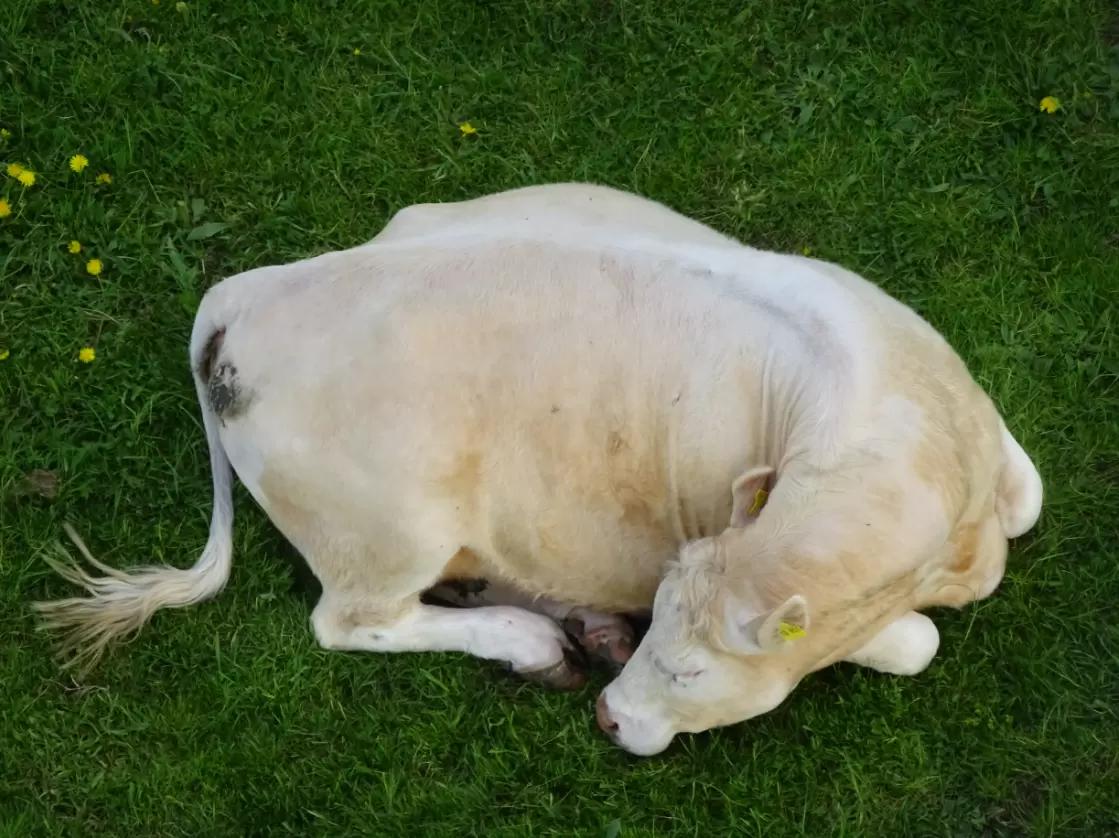 Животноводство - сны , приметы и суеверия !