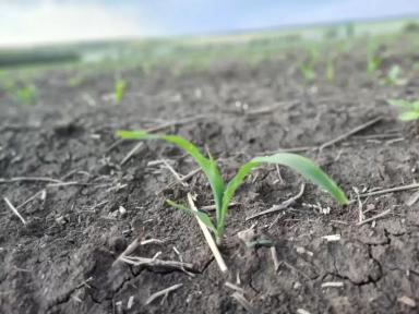 Из-за чего поражения на листьях кукурузы?