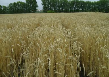 Омская озимая