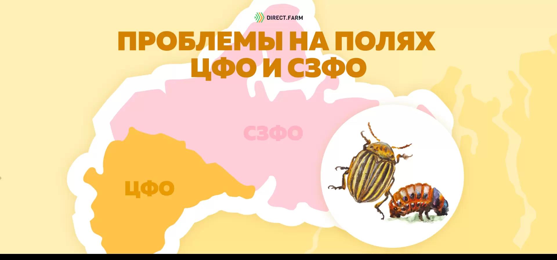 Угроза: Колорадский жук