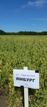 Горох Ямбург