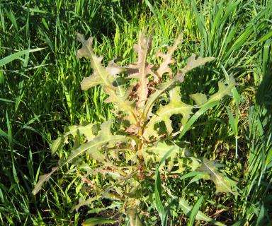 Гербицидная обработка пшеницы против устойчивых сорных растений.