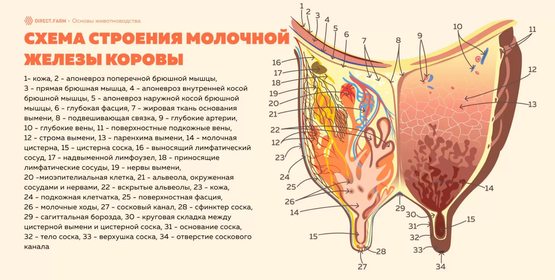 Строение вымени коровы