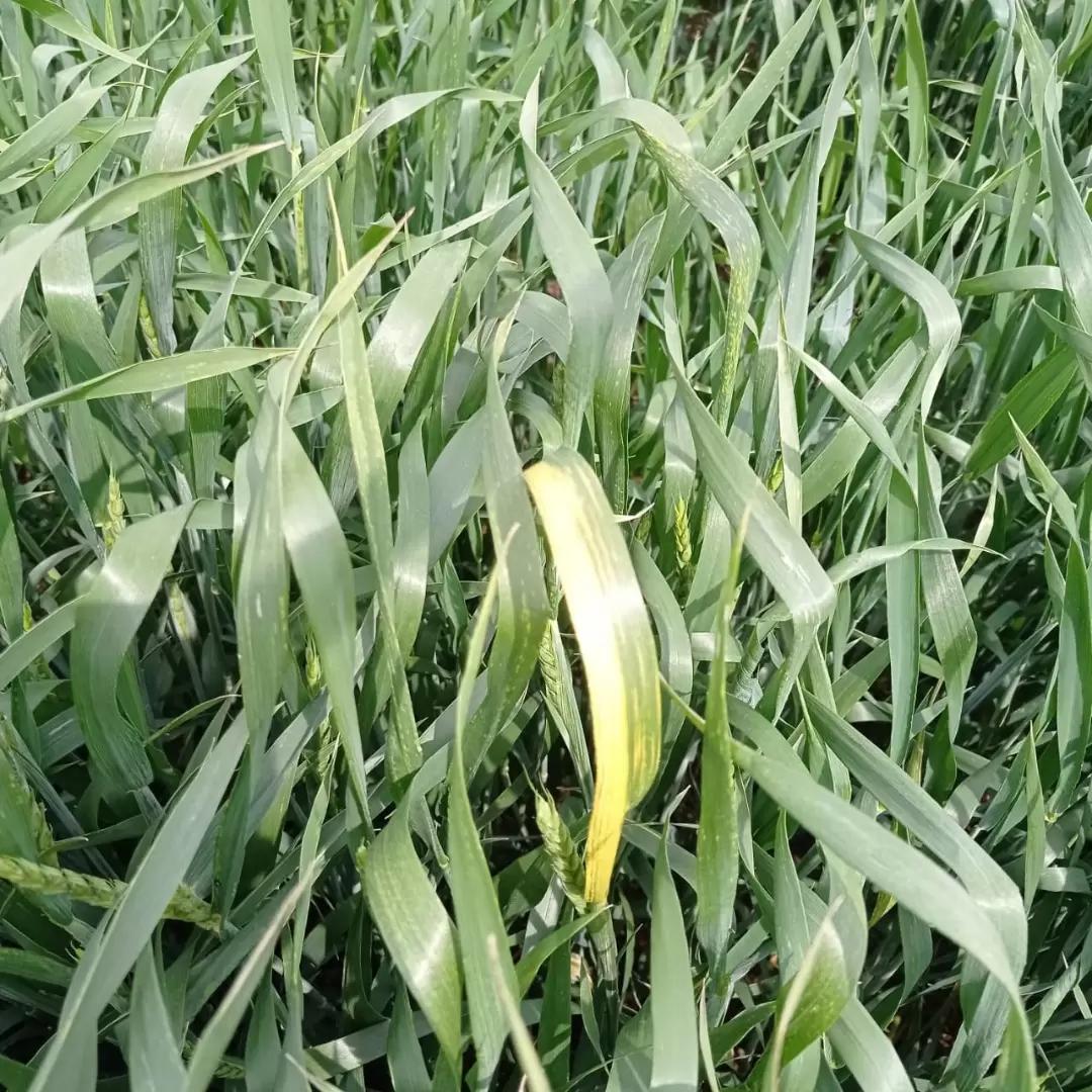 Вопросы из чатов: что с пшеницей?