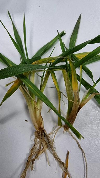 Осмотр озимых перед зимовкой 