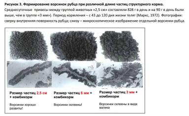 Какой твердый корм быстрее превращает теленка в жвачное животное?