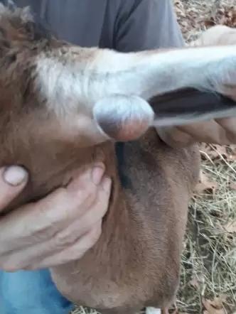 Вопросы из чатов: отчего у козы на ухе нарост?