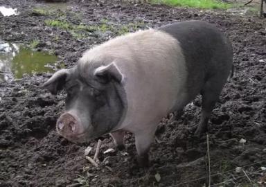 Ангельнская (англерская) порода свиней