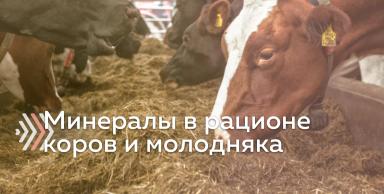 Минеральный корм в рационе коров и ремонтного молодняка
