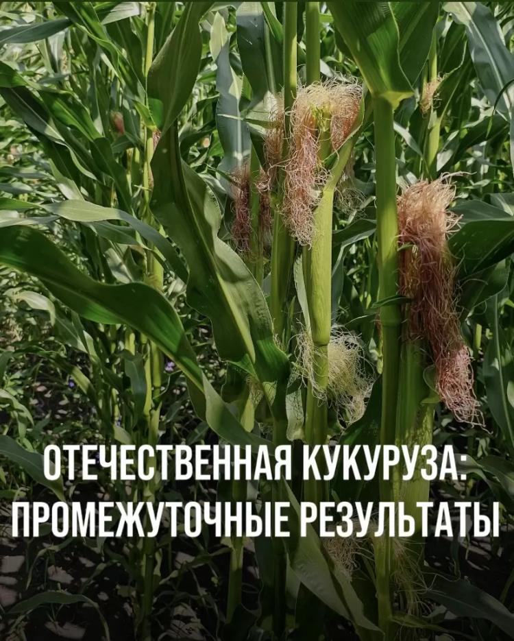 Отечественная кукуруза: промежуточные результаты.