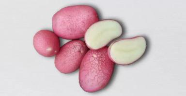 Арго картофель от СХП «Дары Малиновки»