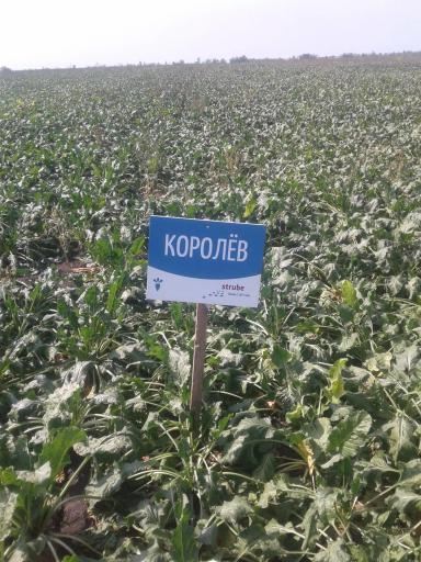 Сравнение различных гибридов сахарной свеклы