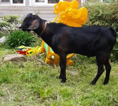 Англо-нубийские козочки и козлики 