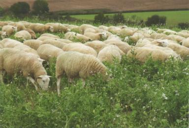 Дюдэ – Овцеводство. Гл. 12. Ч. 2. Выпас. Рационы