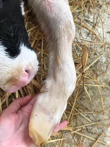 “Эстафета ответов” 