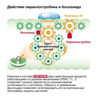 Непревзойденная защита овощных культур