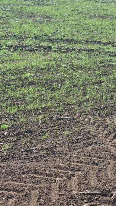 Удобряем Гром🌾 после подсолнечника🌻