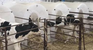 Использование поведенческих инстинктов животных в технологиях содержания