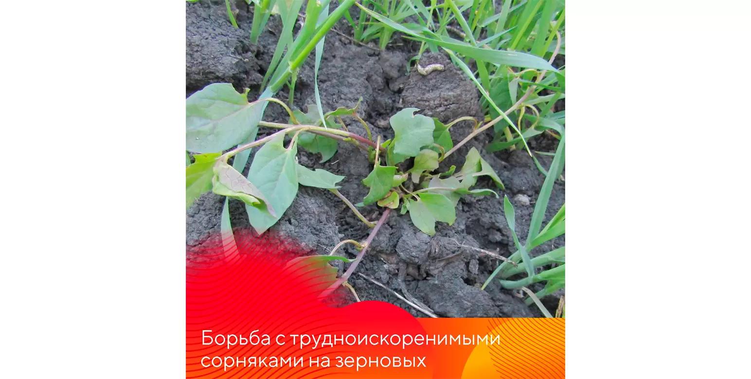 Гербициды против трудноискоренимых сорняков на зерновых культурах