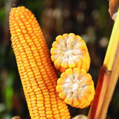 Агро Янус ®- гибрид кукурузы ( Zea mays L.).