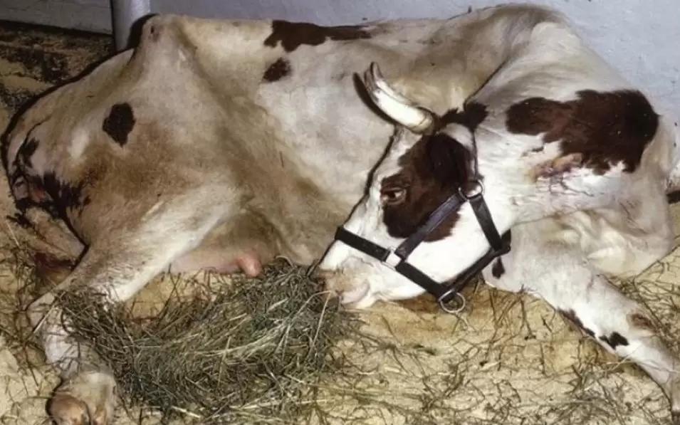 Вопросы из чатов: как помочь слегшей корове?