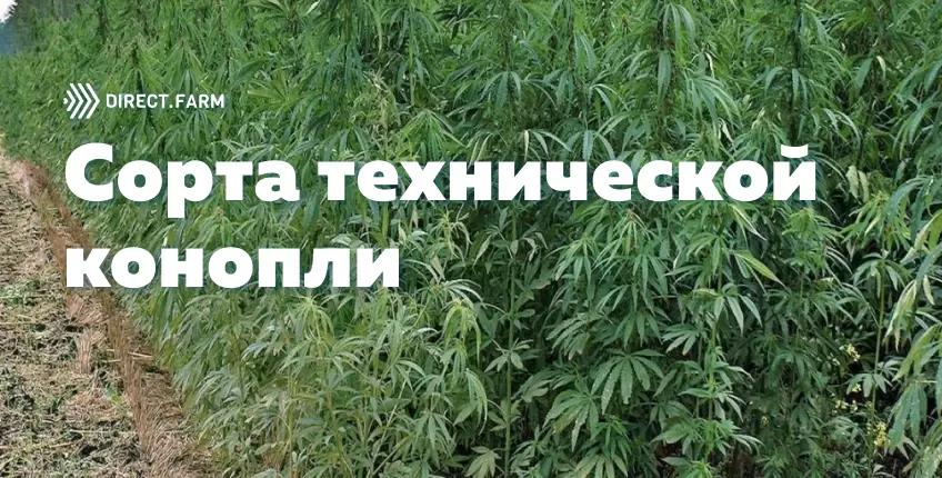 Сорта технической конопли