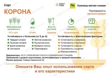Корона сорт мягкой озимой пшеницы