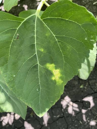 Болезнь подсолнечника