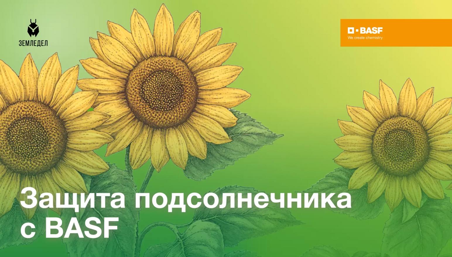 Защита подсолнечника с BASF
